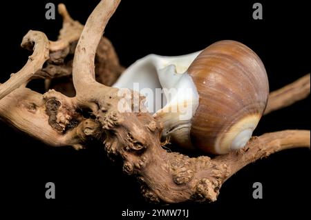 Eine polierte braune Mondschneckenschale mit dezenten cremefarbenen und weißen Spiralen, die elegant auf strukturiertem Treibholz vor einem krassen schwarzen Hintergrund aufliegt, zeigt Stockfoto