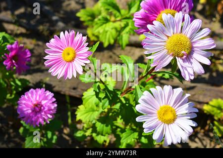 Ungewöhnlich blühende weiße, rosa Blüten von Astern, die auf einem großen dicken Stamm mit kleinen grünen Blättern wachsen. Stockfoto