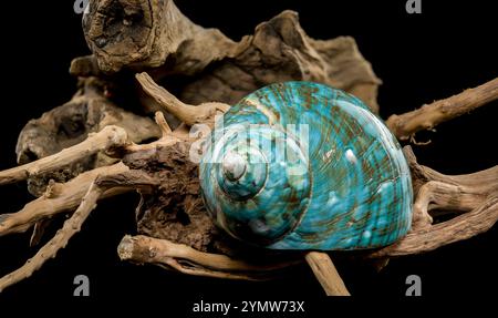 Eine leuchtende türkisfarbene nautilus-Schale mit wirbelnden braunen und weißen Mustern, die auf rustikalem Treibholz vor schwarzem Hintergrund präsentiert wird, was seine hervorhebt Stockfoto