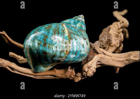 Eine leuchtende türkisfarbene nautilus-Schale mit wirbelnden braunen und weißen Mustern, die auf rustikalem Treibholz vor schwarzem Hintergrund präsentiert wird, was seine hervorhebt Stockfoto