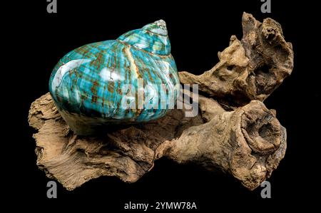 Eine leuchtende türkisfarbene nautilus-Schale mit wirbelnden braunen und weißen Mustern, die auf rustikalem Treibholz vor schwarzem Hintergrund präsentiert wird, was seine hervorhebt Stockfoto