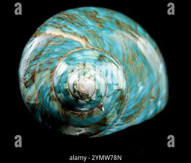 Eine leuchtend türkisfarbene nautilus-Schale mit wirbelnden braunen und weißen Mustern auf schwarzem Hintergrund, die die glänzende Textur und das einzigartige Design unterstreicht Stockfoto
