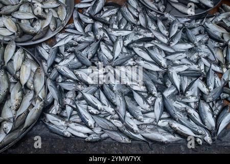 Frisch gefangener Fisch zum Verkauf Duong Dong Seafood Market auf Phu Quoc Island Vietnam Stockfoto