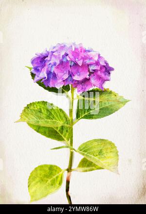Illustration der Wasserfarben-blauen Hortensien auf einem Vintage-Hintergrund Stockfoto