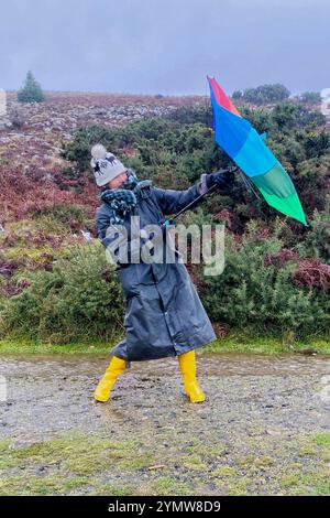 Belstone, Dartmoor, Devon, Großbritannien. Samstag, 23. November 2024. Wetter in Großbritannien: Raich Keene kämpft bei einem regnerischen Spaziergang in Belstone, Dartmoor, Devon gegen starke Sturm-Bert-Winde. Hinweis: Nidpor/Alamy Live News Stockfoto