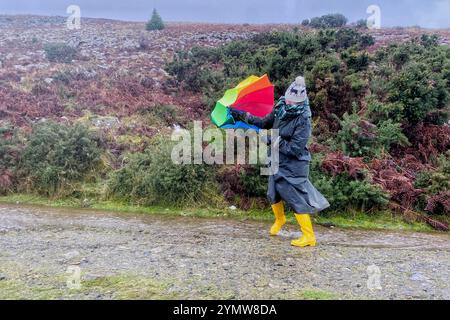 Belstone, Dartmoor, Devon, Großbritannien. Samstag, 23. November 2024. Wetter in Großbritannien: Raich Keene kämpft bei einem regnerischen Spaziergang in Belstone, Dartmoor, Devon gegen starke Sturm-Bert-Winde. Hinweis: Nidpor/Alamy Live News Stockfoto