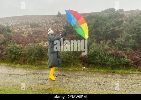 Belstone, Dartmoor, Devon, Großbritannien. Samstag, 23. November 2024. Wetter in Großbritannien: Raich Keene kämpft bei einem regnerischen Spaziergang in Belstone, Dartmoor, Devon gegen starke Sturm-Bert-Winde. Hinweis: Nidpor/Alamy Live News Stockfoto