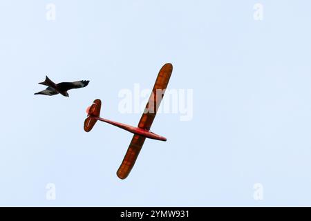 Modellflieger 40 Jahre alt und neugierig roter Drachen Milvus milvus, der sich den roten Schirm anschaut, hat einen tief gespaltenen Schwanz, lange gebogene Flügel und einen Hakenschnabel Stockfoto