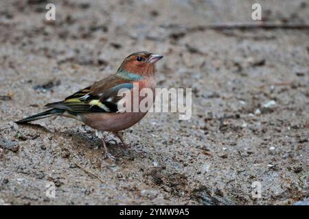 Chaffinch männliche Fringilla Coelebs, rötlich rosa Gesicht und Unterseite blaue Krone Kastanienrücken weiße Schulter und Flügel Patch Frühwintergefieder UK Stockfoto