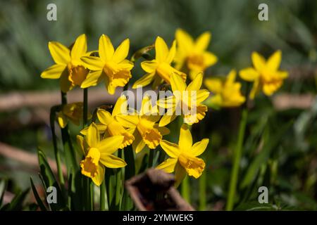 Schöne gelbe Narzissen im Frühling Stockfoto