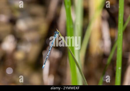 Gemeine blaue Damselfliege oder Nordblau auf Gras Stockfoto