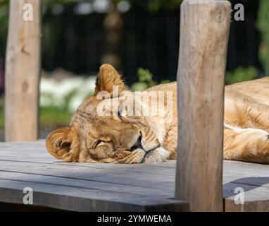 Ruhiger Moment: Löwe schläft in seinem Gehege Stockfoto