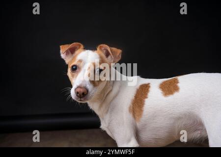 Nahaufnahme des Studioporträts eines Jack-russel-Terrierhündchens, das steht und in die Kamera schaut Stockfoto