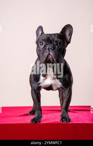 Nahaufnahme des Studioporträts eines schwarzen französischen Bulldog-Welpen, der in die Kamera blickt Stockfoto