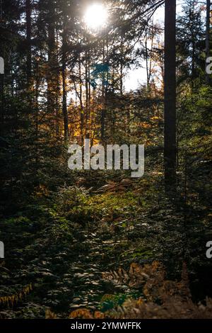 Sonnenlicht durch Baumstämme in einem Wald Stockfoto