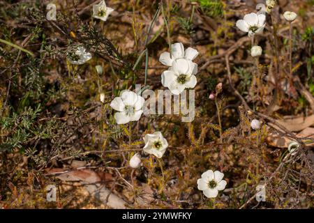 Fleischfressende Pflanzen: Gruppe der weiß blühenden D. cistiflora im natürlichen Lebensraum Stockfoto