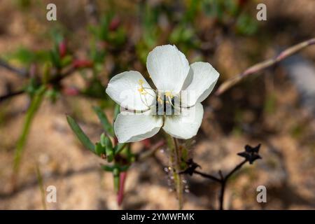 Fleischfressende Pflanzen: Weiß blühende D. cistiflora im natürlichen Lebensraum Stockfoto