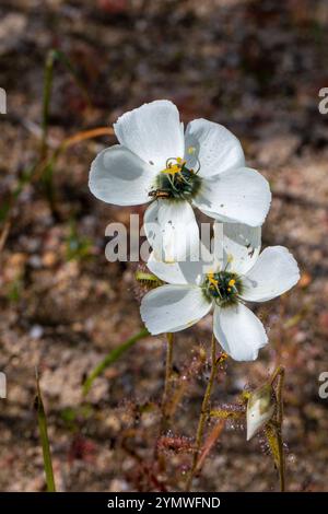 Fleischfressende Pflanzen: Weiß blühende D. cistiflora im natürlichen Lebensraum Stockfoto