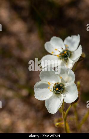 Zwei Blüten der fleischfressenden Pflanze Drosera cistiflora im natürlichen Lebensraum bei Malmesbury, Westkap von Südafrika, Frontalansicht, Copyspace Stockfoto