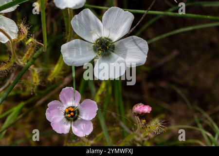 Weiß und hellrosa Blüten D. cistiflora Stockfoto