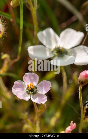 Weiß und hellrosa Blüten D. cistiflora Stockfoto