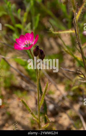 Fleischfressende Pflanzen Südafrikas: Eine wunderschöne rosa blühende Form der Drosera cistiflora Stockfoto