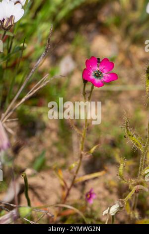 Fleischfressende Pflanzen Südafrikas: Eine wunderschöne rosa blühende Form der Drosera cistiflora Stockfoto