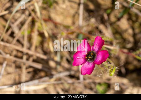 Fleischfressende Pflanzen Südafrikas: Eine wunderschöne rosa blühende Form der Drosera cistiflora Stockfoto