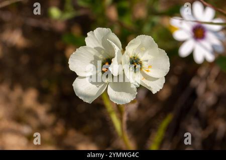 Südafrikanische Wildblumen: Zwei weiße Blume des Sonnentaus Drosera cistiflora in natürlichem Lebensraum Stockfoto