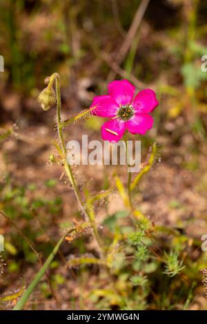 Fleischfressende Pflanzen Südafrikas: Eine wunderschöne rosa blühende Form der Drosera cistiflora Stockfoto