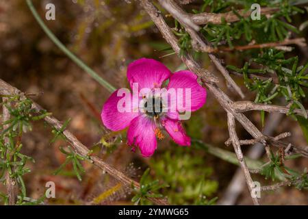 Fleischfressende Pflanzen Südafrikas: Eine wunderschöne rosa blühende Form der Drosera cistiflora Stockfoto