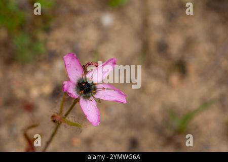 Fleischfressende Pflanzen Südafrikas: Eine wunderschöne rosa blühende Form der Drosera cistiflora Stockfoto