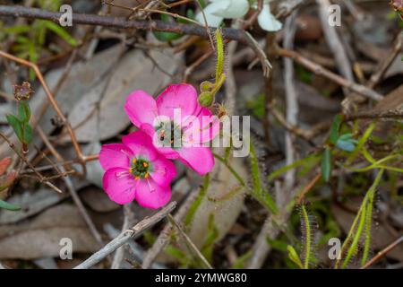 Fleischfressende Pflanzen Südafrikas: Eine wunderschöne rosa blühende Form der Drosera cistiflora Stockfoto