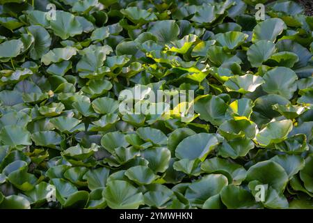 Seerosenblätter in einem Gartensee Stockfoto