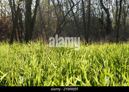 Ein lebhafter Fleck aus üppigem, grünem Gras, das in warmes Sonnenlicht getaucht und elegant von majestätischen Bäumen eingerahmt ist, schafft eine wirklich ruhige Landschaft, die warm Ruhe und Ruhe in die Seele der Zuschauer einlädt Stockfoto