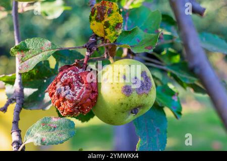 Apfelbaumkrankheit. Die Früchte verrotten auf dem Baum Stockfoto