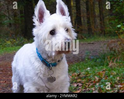 Neugieriger West Highland Terrier. Stockfoto