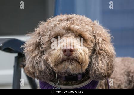 Kleiner brauner (oder leberfarbener) Labradoodle-Hund, der süß aussieht Stockfoto