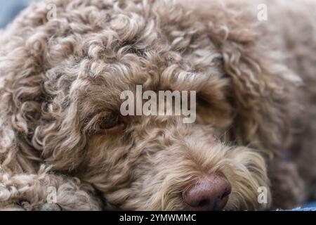 Kleiner brauner (oder leberfarbener) Labradoodle-Hund, der süß aussieht Stockfoto