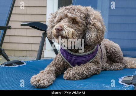 Kleiner brauner (oder leberfarbener) Labradoodle-Hund, der süß aussieht Stockfoto