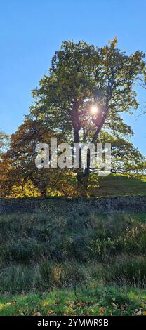 Herbstszene - sonnendurchfluteter Baum in Derbyshire Stockfoto