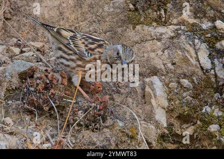 Altai Accentor (Prunella himalayana) auf einer Klippe, Ausläufer des Himalaya, Nainital, Uttarakhand, Indien. Stockfoto