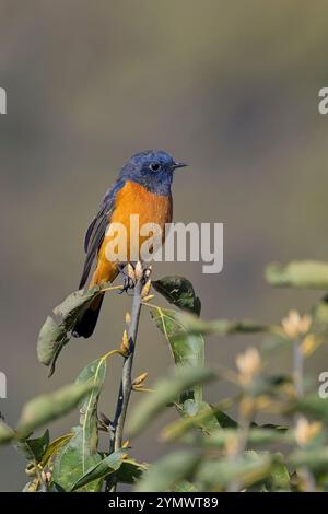 Rotstart mit blauer Front (Phoenicurus frontalis), männlich auf einem Busch, Nainital Area, Uttarakhand, Indien. Stockfoto