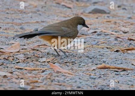 Weißkehlchen-Lachthahn (Garrulax albogularis) am Boden, Nainital Area, Uttarakhand, Indien. Stockfoto