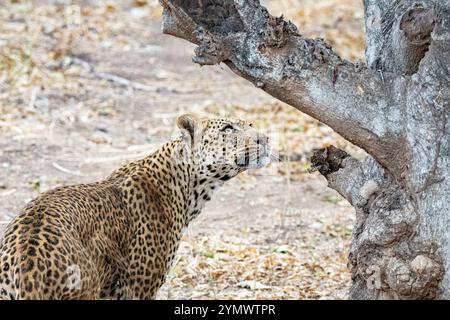 Stehender Leopard, der auf einen Baum blickt Stockfoto