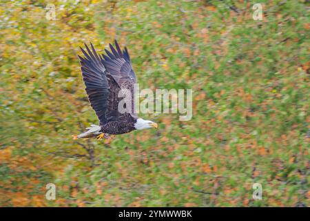 Ein Weißkopfseeadler mit einem Fisch in den Krallen fliegt durch einen Herbstwald. Die Hintergrundbäume sind weich fokussiert von grünen, orangen und gelben Blättern. Stockfoto