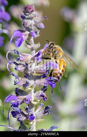 Eine Honigbiene sammelt Pollen aus einer violetten salvipflanze. Stockfoto