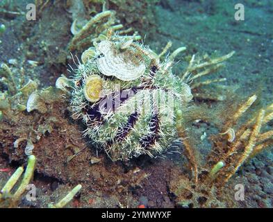 Stachelhäuter, Deep Sea Exploration 2025.ein Stachelhäuter ist jedes Tier des Phyls Echinodermata, das Seesterne, brüchige Sterne und Seeigel umfasst Stockfoto