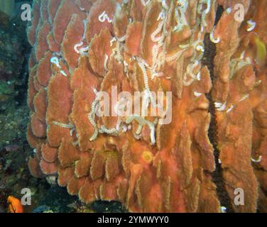 Stachelhäuter, Deep Sea Exploration 2025.ein Stachelhäuter ist jedes Tier des Phyls Echinodermata, das Seesterne, brüchige Sterne und Seeigel umfasst Stockfoto