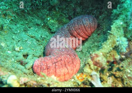 Stachelhäuter, Deep Sea Exploration 2025.ein Stachelhäuter ist jedes Tier des Phyls Echinodermata, das Seesterne, brüchige Sterne und Seeigel umfasst Stockfoto